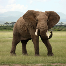 Elephant